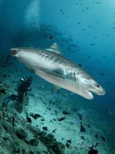 small diver by Marc Van Den Broeck 